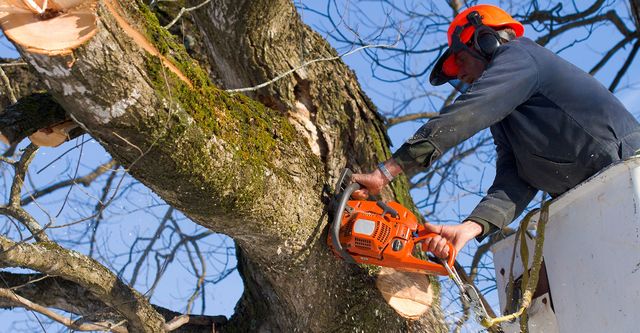 Tree Trimming Houston