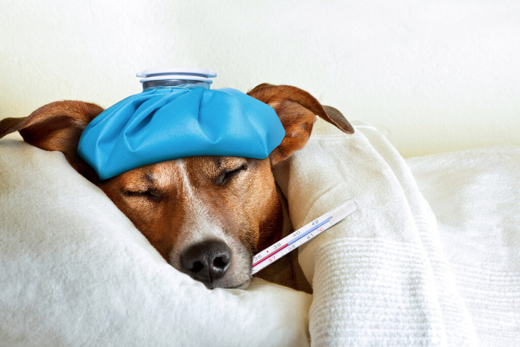 Natural Remedies to Relax your Dog