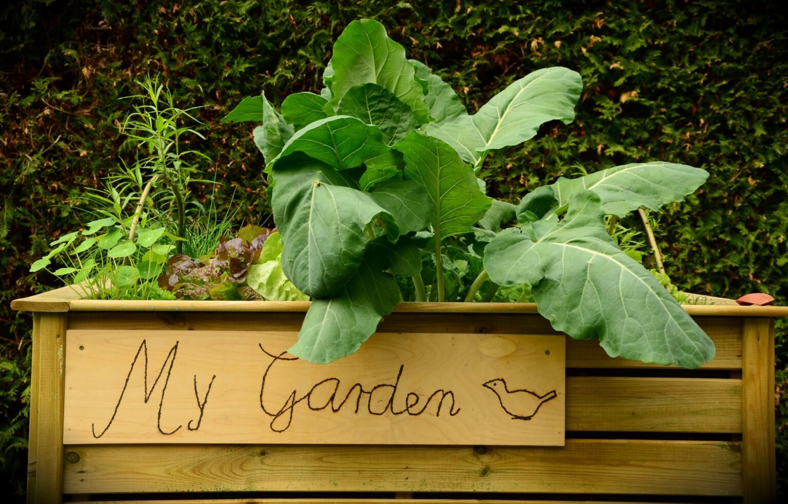 How to Build a Raised Garden Bed